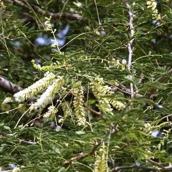 thumbnail image 2 of Gum Arabic Tree Seeds, ACACIA Nilotica Seeds 2 of 12