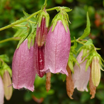 Campanula punctata - Spotted Bellflower - 20 Seed Pack - Image 2
