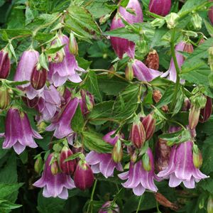 Campanula punctata - Spotted Bellflower - 20 Seed Pack - Image 3
