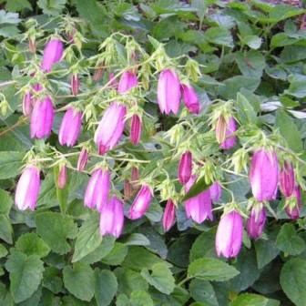 Campanula punctata - Spotted Bellflower - 20 Seed Pack - Image 4