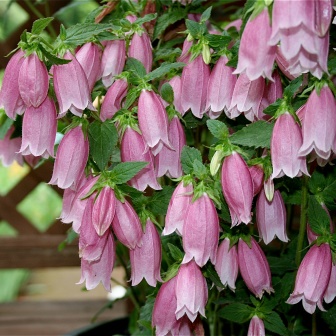 Campanula punctata - Spotted Bellflower - 20 Seed Pack - Image 5