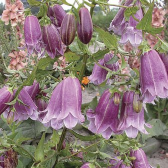 Campanula punctata - Spotted Bellflower - 20 Seed Pack - Image 6