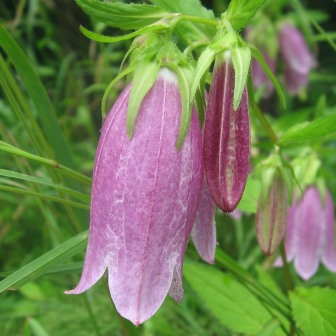 Campanula punctata - Spotted Bellflower - 20 Seed Pack - Image 7