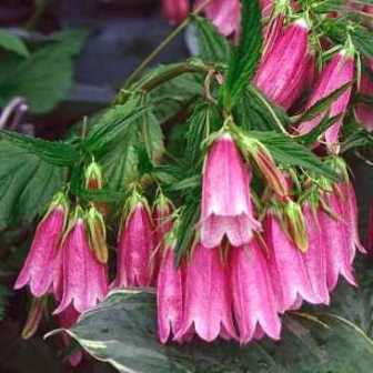 Campanula punctata - Spotted Bellflower - 20 Seed Pack