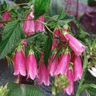 Campanula punctata - Spotted Bellflower - 20 Seed Pack - Image 8