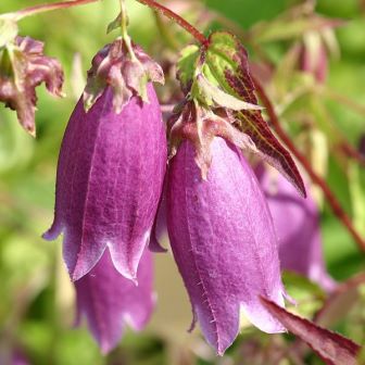 Campanula punctata - Spotted Bellflower - 20 Seed Pack - Image 9