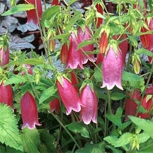 Campanula punctata - Spotted Bellflower - 20 Seed Pack - Image 10