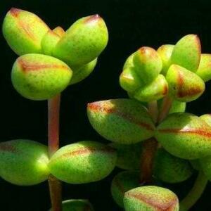 Crassula brevifolia - 10 Seed Pack
