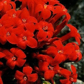 Crassula coccinea - 10 Seed Pack - Image 6