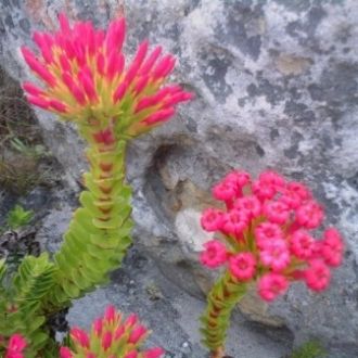 Crassula coccinea - 10 Seed Pack