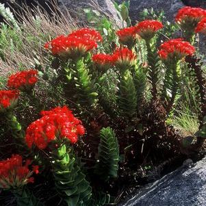 Crassula coccinea - 10 Seed Pack - Image 2