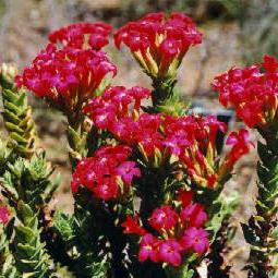 Crassula coccinea - 10 Seed Pack - Image 4