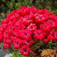Crassula coccinea - 10 Seed Pack - Image 8
