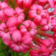 Crassula coccinea - 10 Seed Pack - Image 7