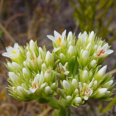 Crassula flava - Yellow Stonecrop - 10 Seed Pack - Image 2