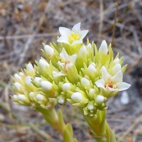 Crassula flava - Yellow Stonecrop - 10 Seed Pack - Image 4