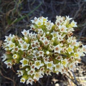 Crassula flava - Yellow Stonecrop - 10 Seed Pack