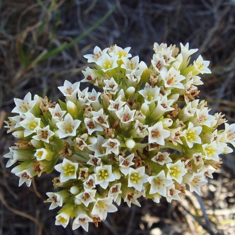 Crassula flava - Yellow Stonecrop - 10 Seed Pack