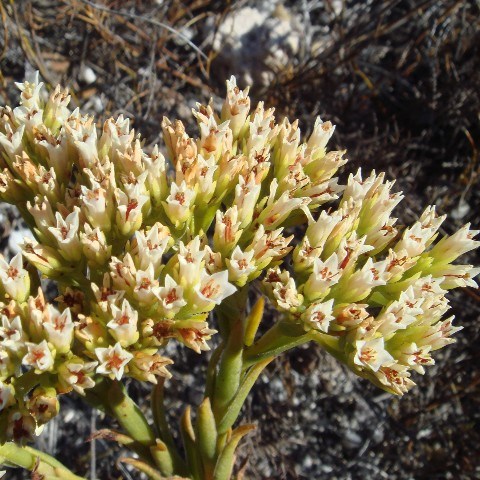 Crassula flava - Yellow Stonecrop - 10 Seed Pack - Image 3