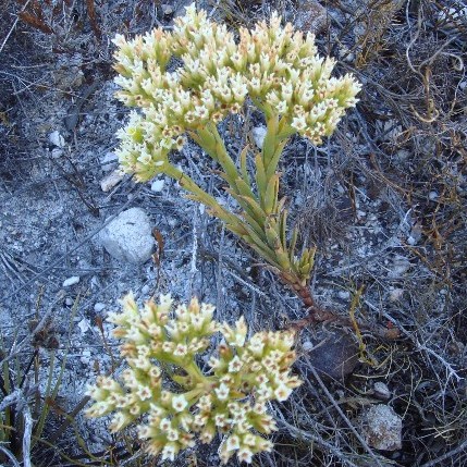 Crassula flava - Yellow Stonecrop - 10 Seed Pack - Image 5