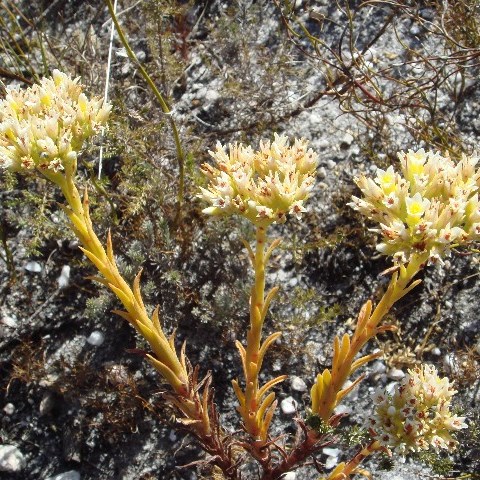 Crassula flava - Yellow Stonecrop - 10 Seed Pack - Image 6