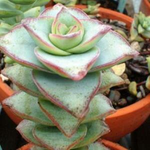 Crassula perforata - Concertina Plant; Konsertinabossie, Sosaties, Sosatiesbossie - 10 Seed Pack