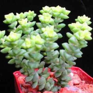 Crassula subaphylla - Louhout - 10 Seed Pack