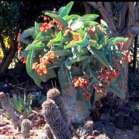 Cyphostemma juttae - Bastard Cobas, Wild Grape, Tree Grape, Namibian Grape; Droog-my-keel - 5 Seed Pack - Image 5