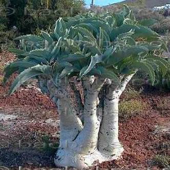 Cyphostemma Juttae - Bastard Cobas, Wild Grape, Tree Grape, Namibian ...