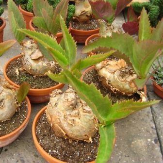 Cyphostemma Seitzianum (Cissus Seitziana) - 5 Seed Pack | Online