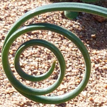 Dipcadi brevifolium (Ornithogalum hyacinthiflorum) - Slangui - 5 Seed Pack - Image 3