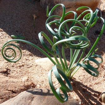 Dipcadi brevifolium (Ornithogalum hyacinthiflorum) - Slangui - 5 Seed Pack - Image 5
