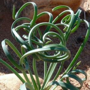Dipcadi brevifolium (Ornithogalum hyacinthiflorum) - Slangui - 5 Seed Pack