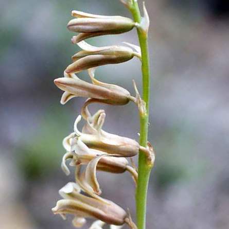 Dipcadi brevifolium (Ornithogalum hyacinthiflorum) - Slangui - 5 Seed Pack - Image 4