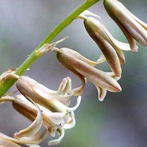 Dipcadi brevifolium (Ornithogalum hyacinthiflorum) - Slangui - 5 Seed Pack - Image 2