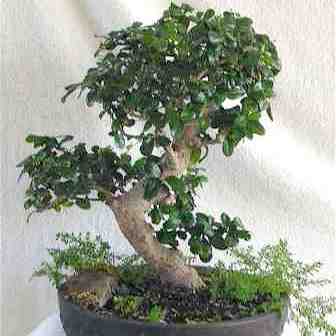 Ehretia obtusifolia (Ehretia fischeri) - Hairy Puzzle-bush Bonsai & Bonsai eBook - 5 Seed Pack