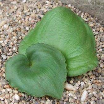Eriospermum cooperi - White Fluffy-seed - 5 Seed Pack