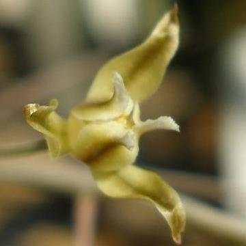 Eriospermum cooperi - White Fluffy-seed - 5 Seed Pack - Image 2