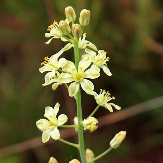 Eriospermum cooperi - White Fluffy-seed - 5 Seed Pack - Image 3