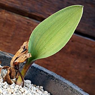 Eriospermum lanceifolium - 5 Seed Pack