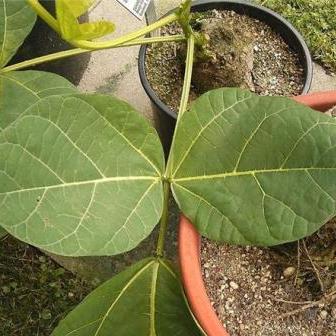 Erythrina zeyheri - Plough-breaker - 1 Seed Pack - Image 3