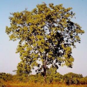 Erythrophleum africanum - African Blackwood - 5 Seed