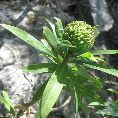 Euphorbia antso - 2 Seed Pack - Image 2
