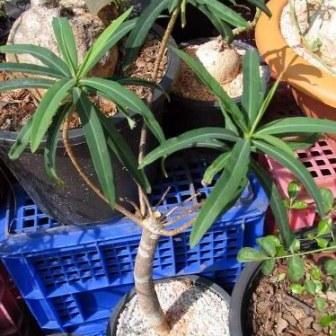 Euphorbia antso - 2 Seed Pack - Image 4