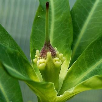 Euphorbia antso - 2 Seed Pack