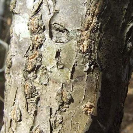 Euphorbia antso - 2 Seed Pack - Image 7