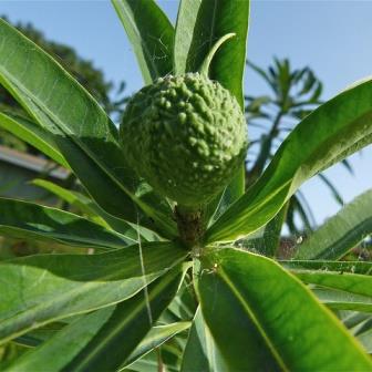 Euphorbia antso - 2 Seed Pack - Image 6