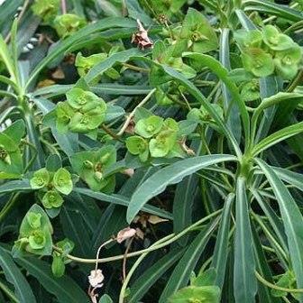 Euphorbia bubalina (Euphorbia laxiflora) - Bosmelkbos - 3 Seed Pack - Image 2