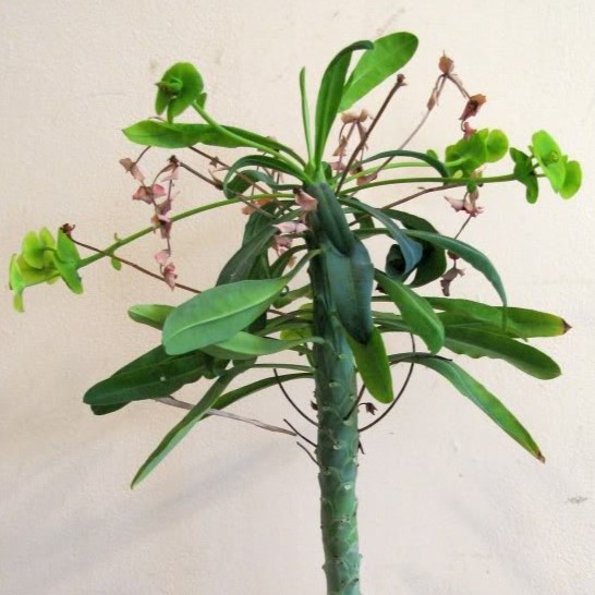 Euphorbia bubalina (Euphorbia laxiflora) - Bosmelkbos - 3 Seed Pack - Image 11