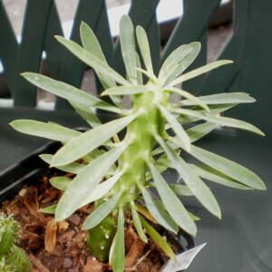 Euphorbia bubalina (Euphorbia laxiflora) - Bosmelkbos - 3 Seed Pack